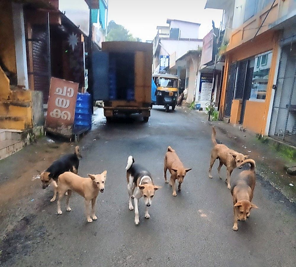 Stray dog harassment is increasing