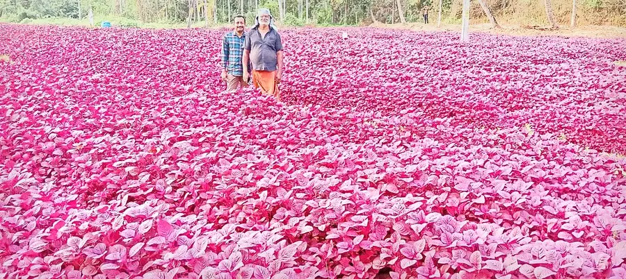 ജയപ്രകാശും
കൃഷി അസിസ്റ്റന്റ്
സന്തോഷ് കുമാറും
ചീരത്തോട്ടത്തിൽ