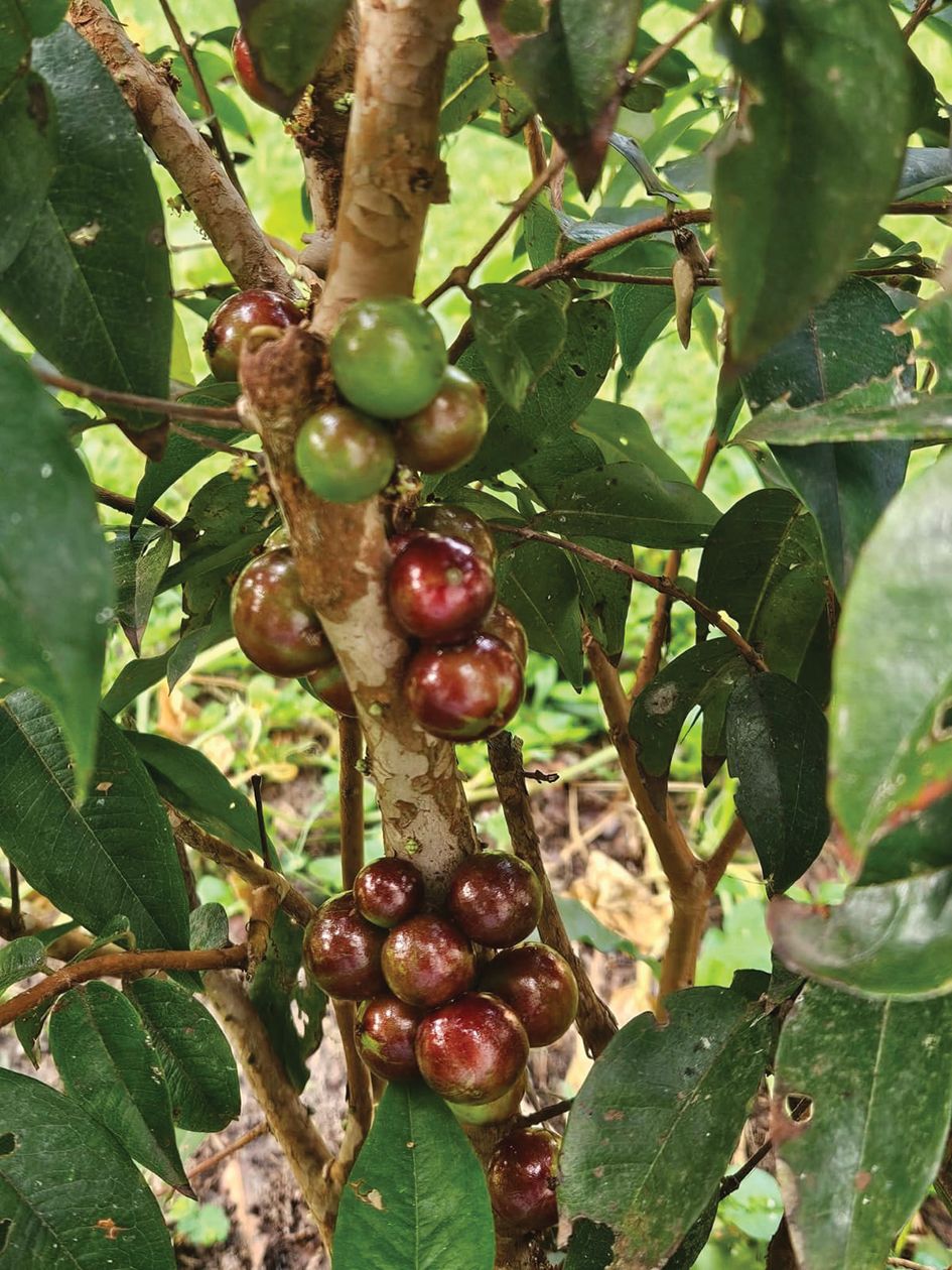 fruit
