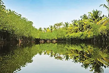 Mangrove forest in the green village of Puthuppally