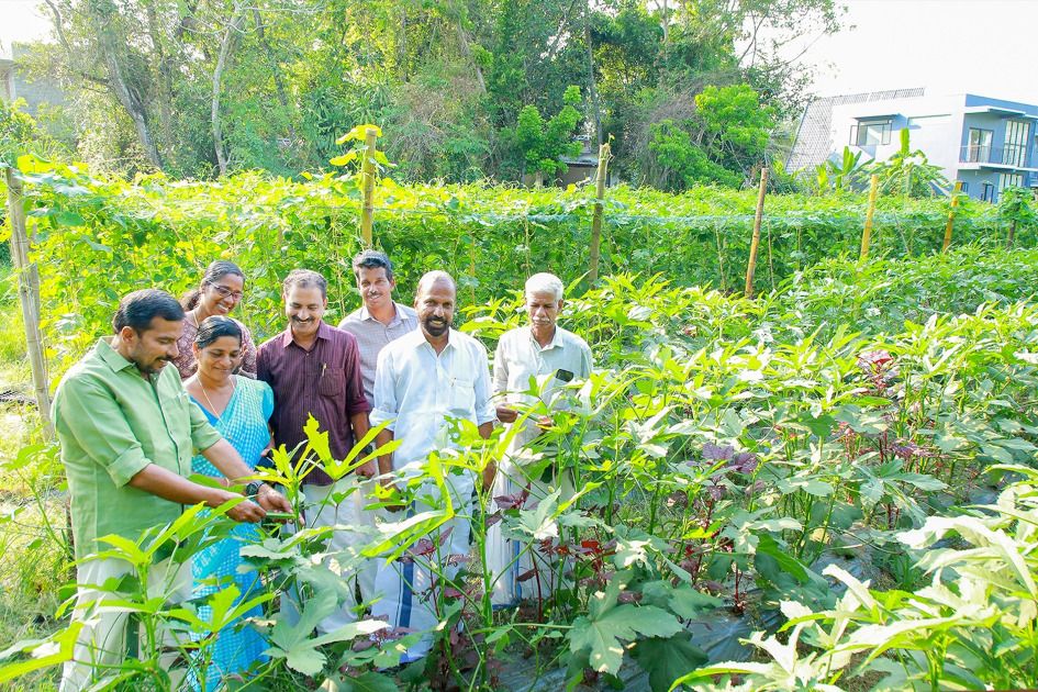 കർഷക അവാർഡു ജേതാവ് ശുഭകേശൻ പാട്ടത്തിനെടുത്ത പാടശേഖരത്തിൽ കൃഷിയിറക്കിയ വെണ്ടയുടെ വിളവെടുപ്പ് ജില്ലാ പഞ്ചായത്ത് സ്ഥിരംസമിതി അധ്യക്ഷൻ എസ് രാധാകൃഷ്ണൻ ഉദ്ഘാടനംചെയ്യുന്നു 