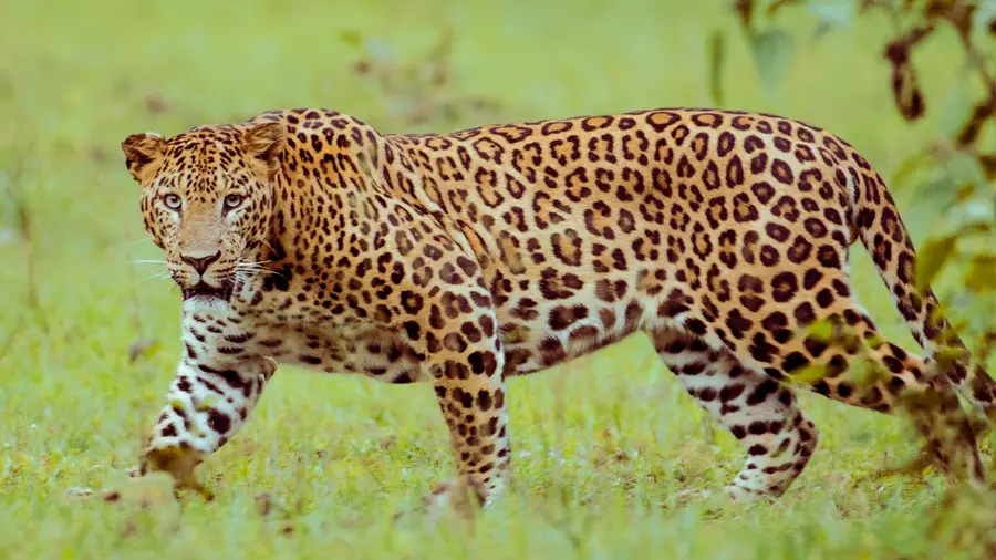 LEOPARD