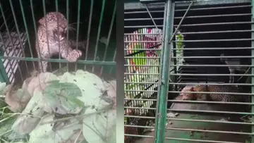 LEPORD ATTACK
