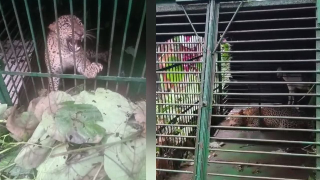 LEPORD ATTACK