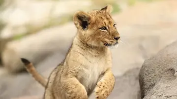 LIONCUB