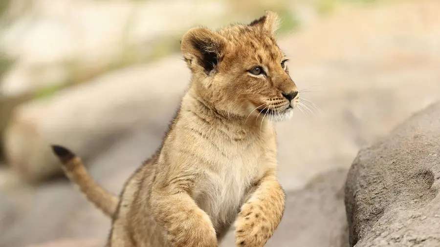 LIONCUB