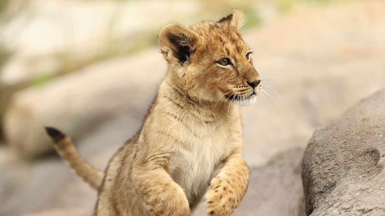 LIONCUB