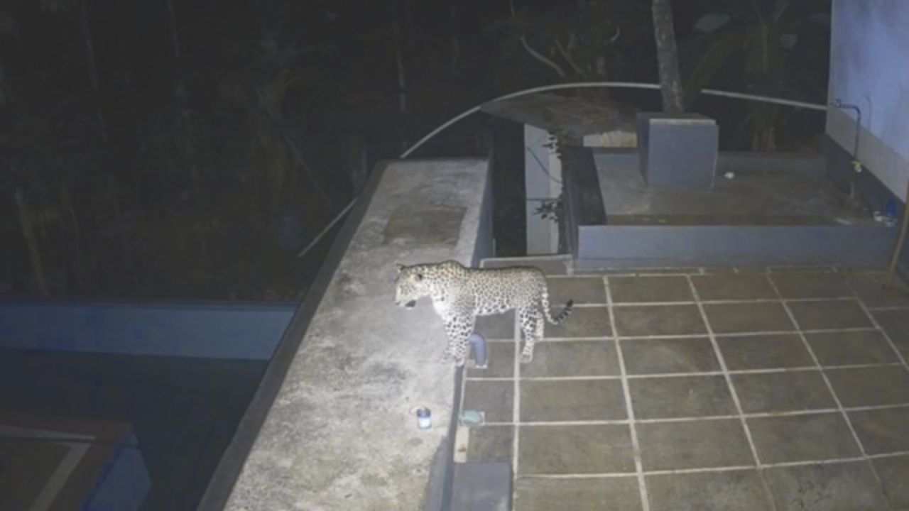 Leopard