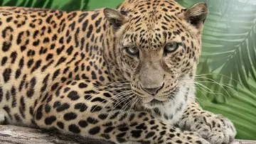 Leopard
