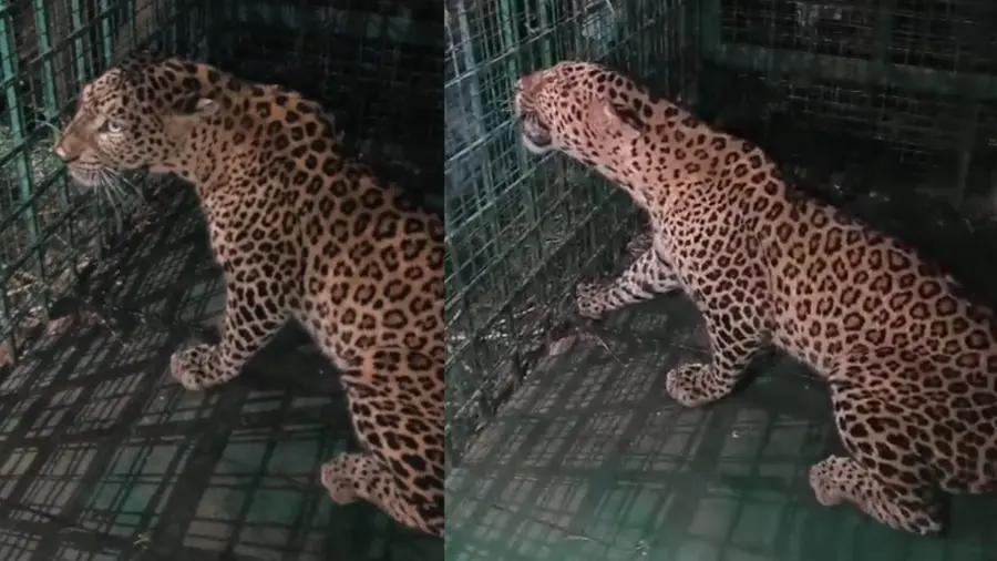 Leopard.jpg
