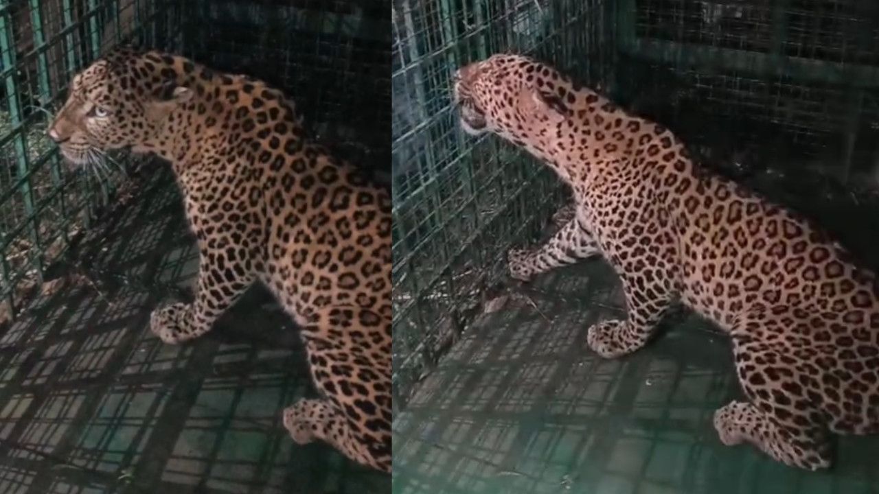 Leopard.jpg