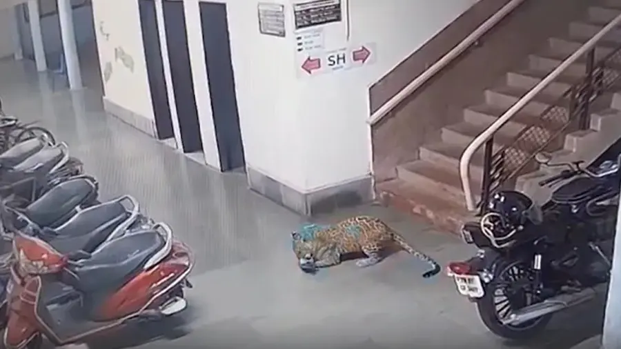 Leopard IIT BOMBAY