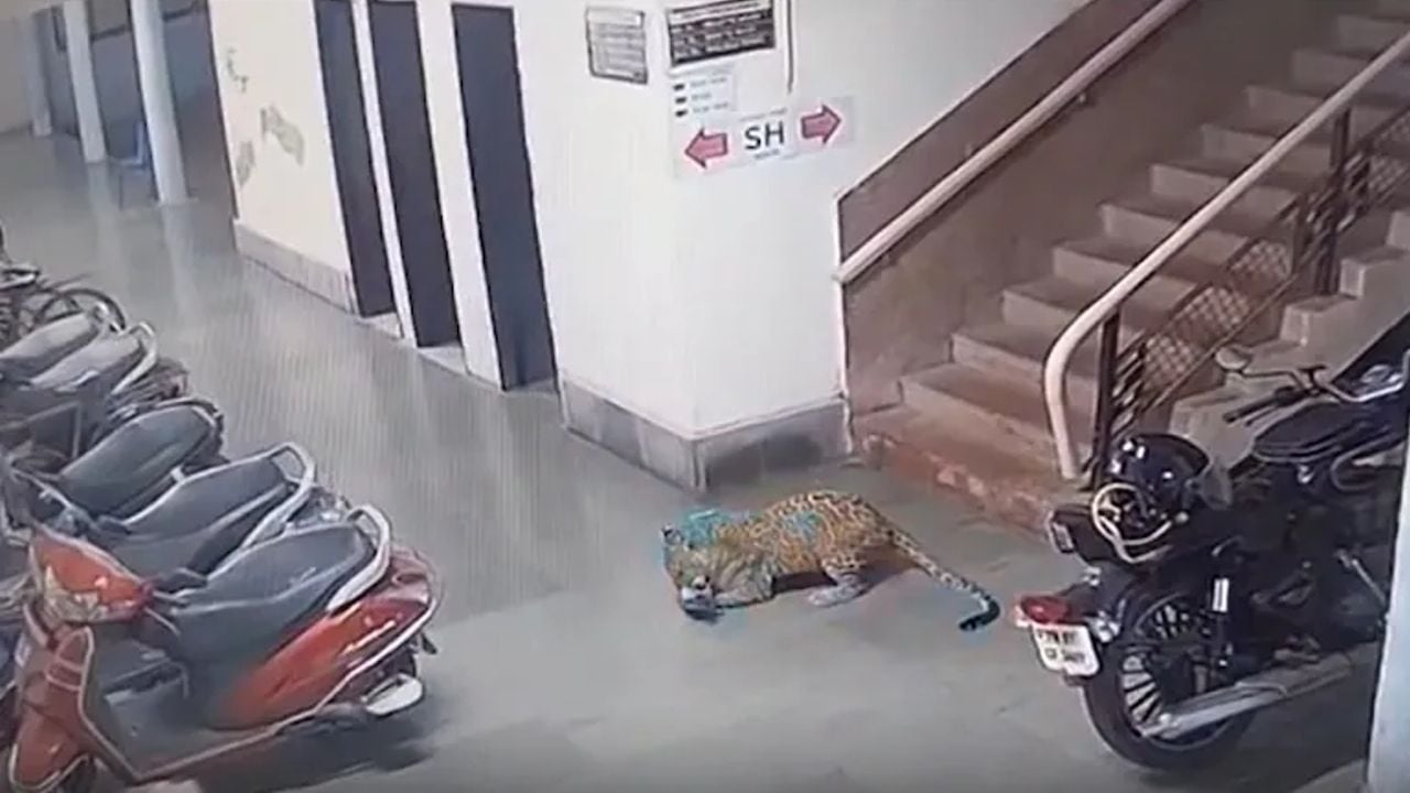 Leopard IIT BOMBAY
