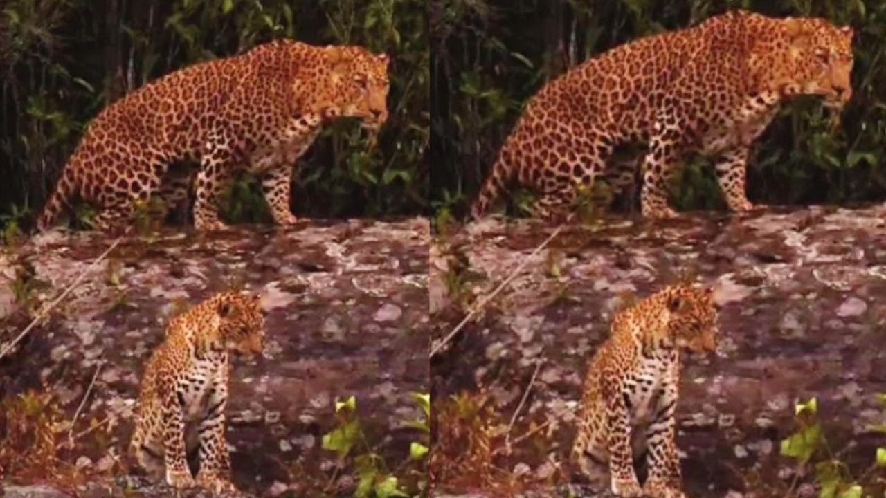 Leopard Sighting in Coonoor.jpg