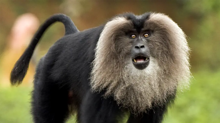 Lion-Tailed Macaque