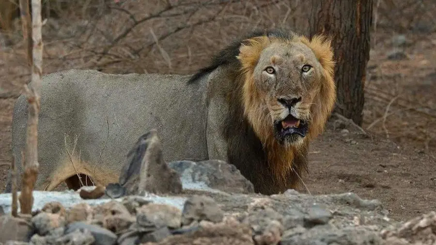 Lion missing.jpg