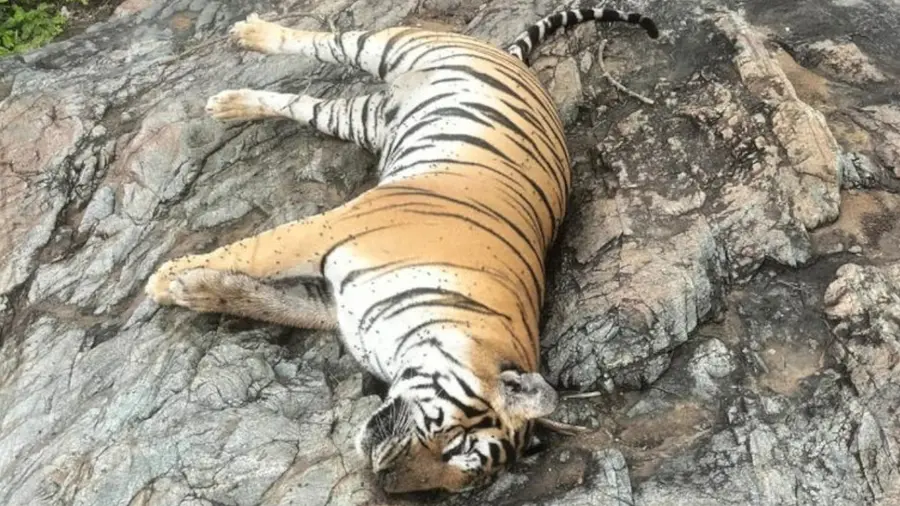 MM HILLS TIGER