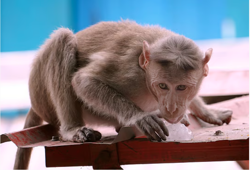 MONKEY ATTACK 