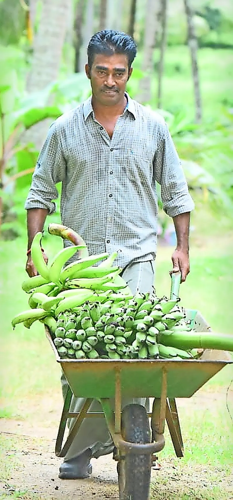 Thing, cardamom and black pepper along with coconut