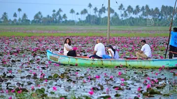 Malarickal water lilies season