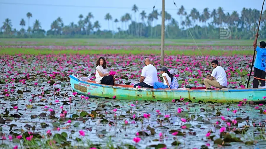 Malarickal water lilies season