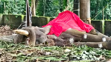 ആന മംഗലാംകുന്ന് ഗണേശൻ ചരിഞ്ഞപ്പോൾ