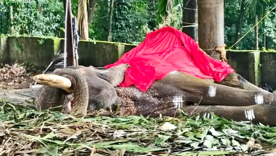 ആന മംഗലാംകുന്ന് ഗണേശൻ ചരിഞ്ഞപ്പോൾ