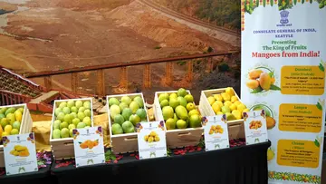 Mango Magic