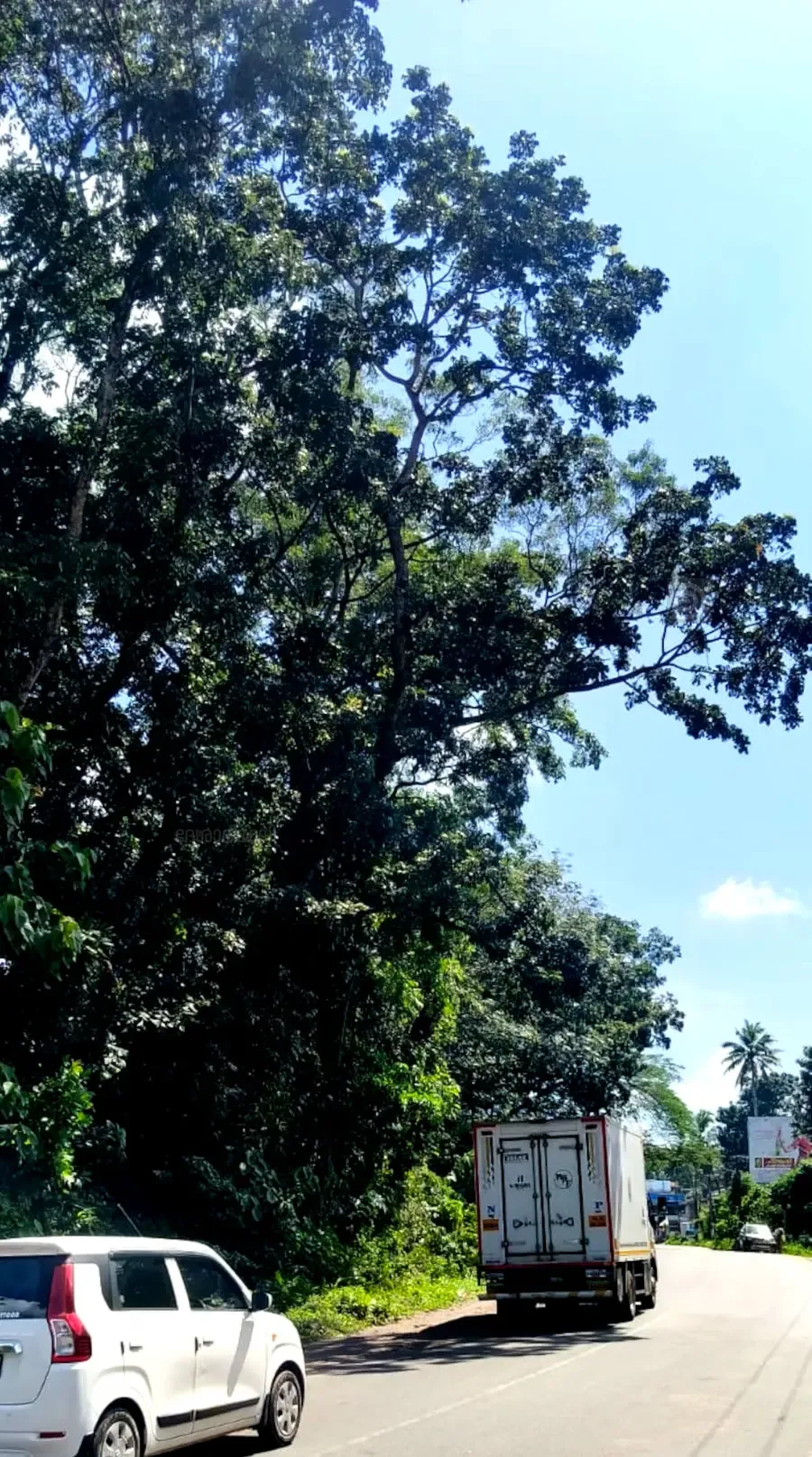 അമ്പലത്തുംകാലയിൽ അപകട ഭീഷണിയായി
റെയിൽവേ പുറമ്പോക്കിൽ നിന്ന് ദേശീയപാതയിലേക്ക് ചാഞ്ഞുനിൽക്കുന്ന കൂറ്റൻ മരം