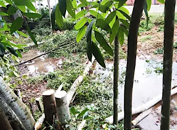 tree