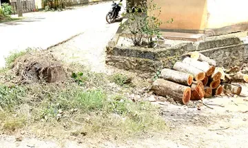 ഭരതന്നൂർ ജംഗ്ഷനിൽ നിന്ന ഇലവുമരം മുറിച്ച നിലയിൽ 