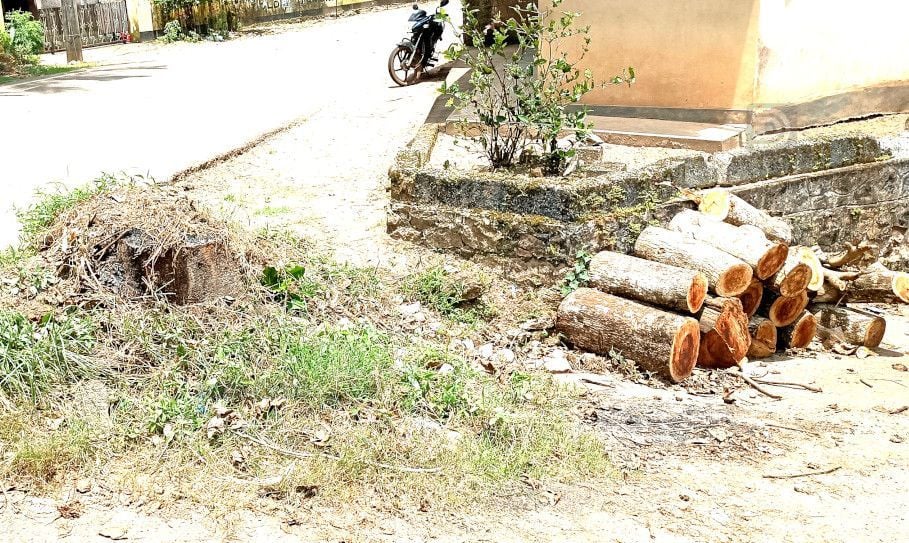 ഭരതന്നൂർ ജംഗ്ഷനിൽ നിന്ന ഇലവുമരം മുറിച്ച നിലയിൽ 