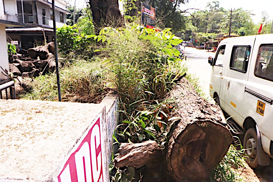 tree cutting