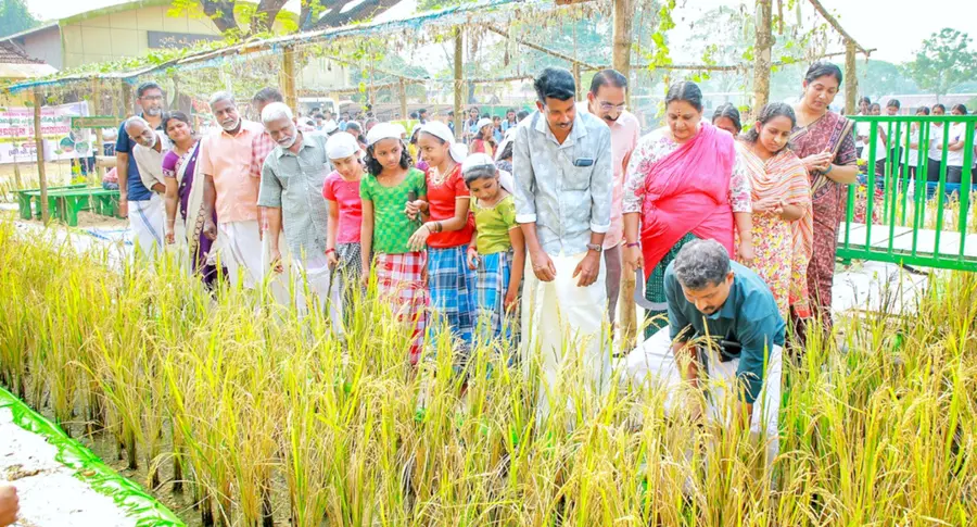 മുഹമ്മ എ ബി വിലാസം സ-്കൂളിലെ നെൽകൃഷി വിളവെടുപ്പ് പഞ്ചായത്ത് പ്രസിഡന്റ് അരുൺമോഹൻ ഉദ്ഘാടനം ചെയ്യുന്നു