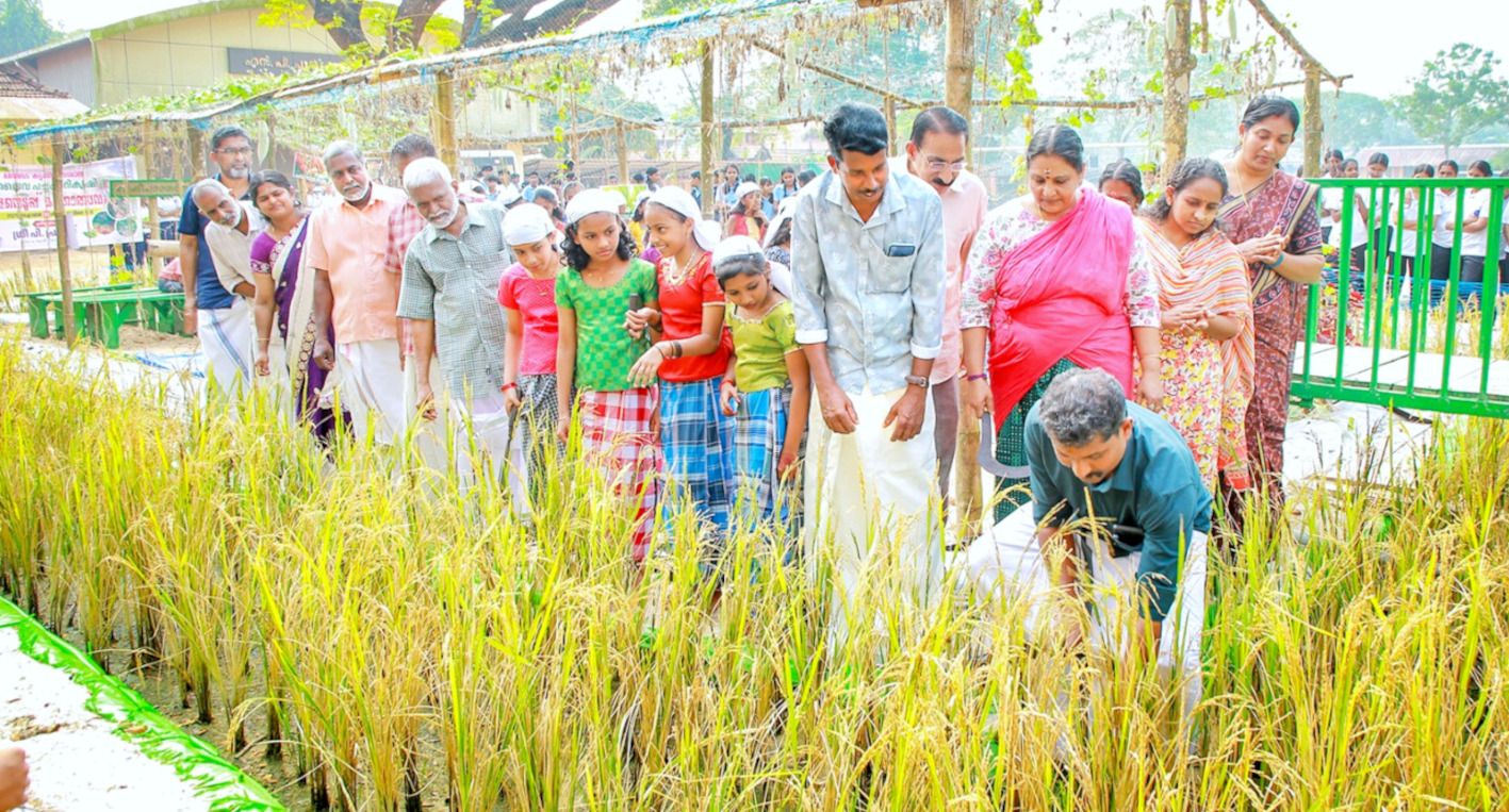 മുഹമ്മ എ ബി വിലാസം സ-്‌കൂളിലെ നെൽകൃഷി വിളവെടുപ്പ് പഞ്ചായത്ത്‌ പ്രസിഡന്റ് അരുൺമോഹൻ  ഉദ്ഘാടനം ചെയ്യുന്നു