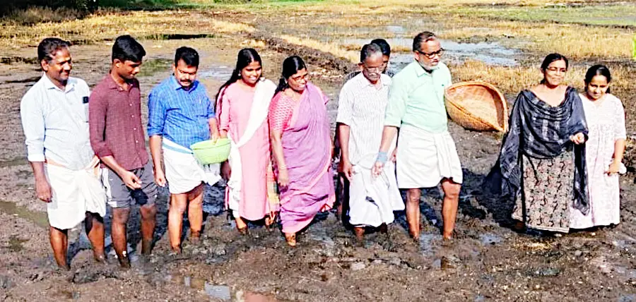 മുഹമ്മ പെരുന്തുരുത്ത് കരി പാടശേഖരത്തിൽ പുഞ്ചകൃഷിക്കുള്ള വിത മന്ത്രി പി പ്രസാദ് ഉദ്ഘാടനംചെയ്യുന്നു