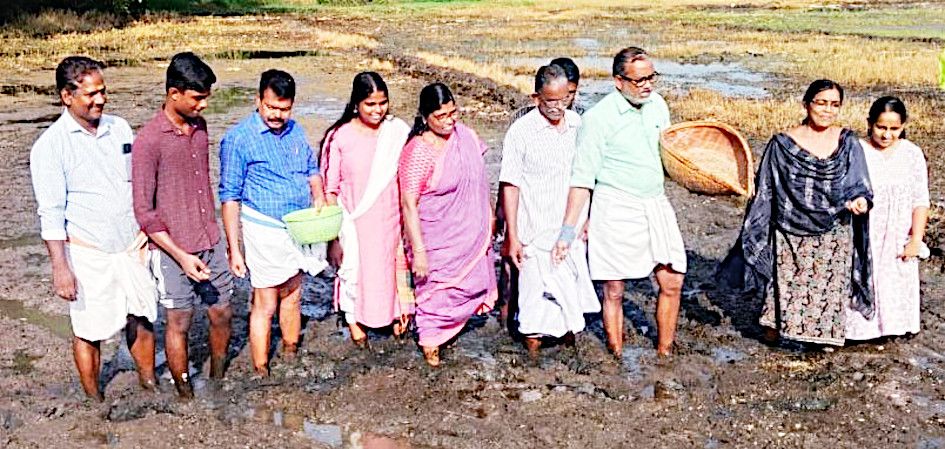 മുഹമ്മ പെരുന്തുരുത്ത് കരി പാടശേഖരത്തിൽ പുഞ്ചകൃഷിക്കുള്ള വിത മന്ത്രി പി പ്രസാദ് ഉദ്ഘാടനംചെയ്യുന്നു 
