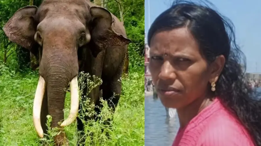 Mari elephent attack.jpg
