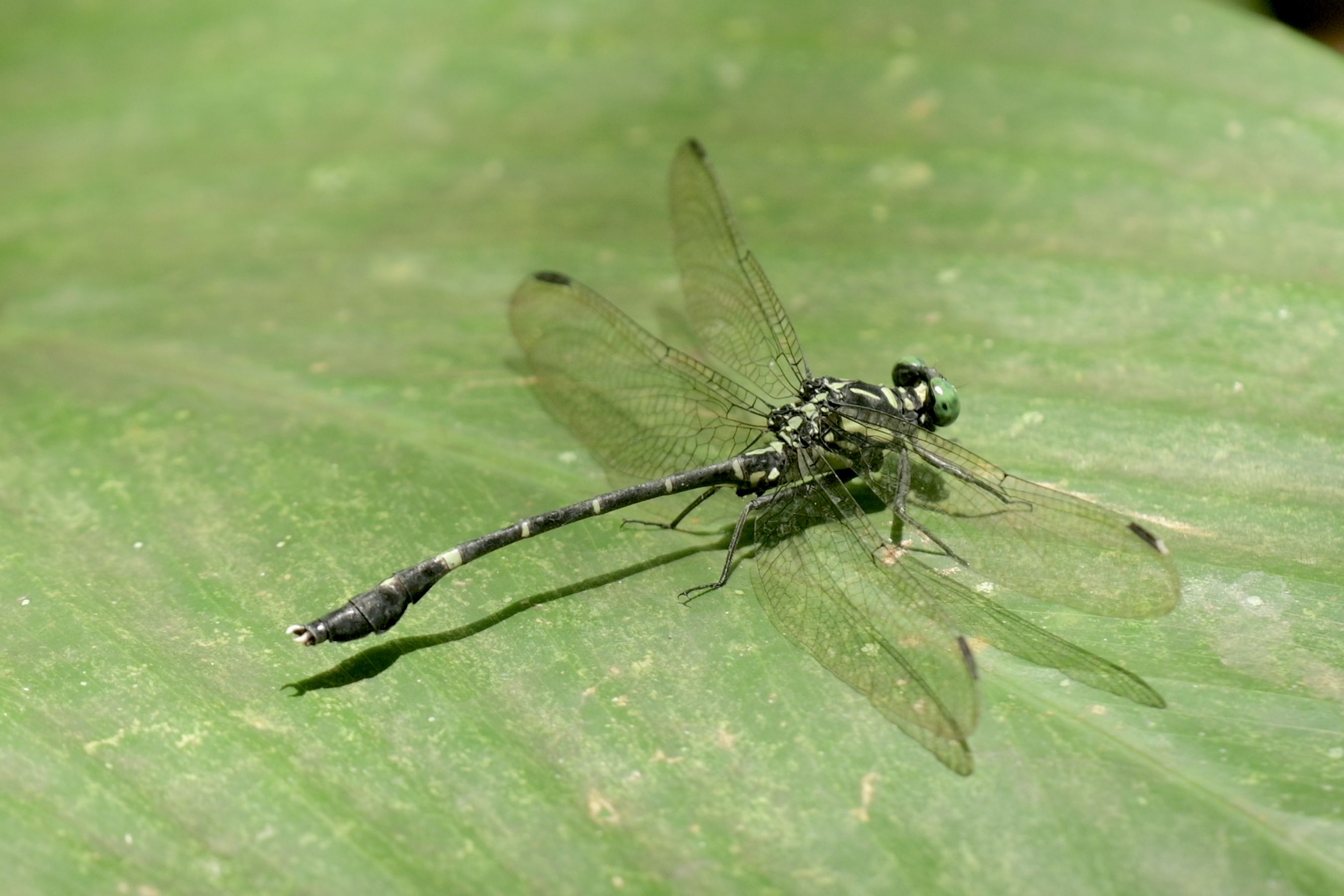 Merogomphus aryanadensis 