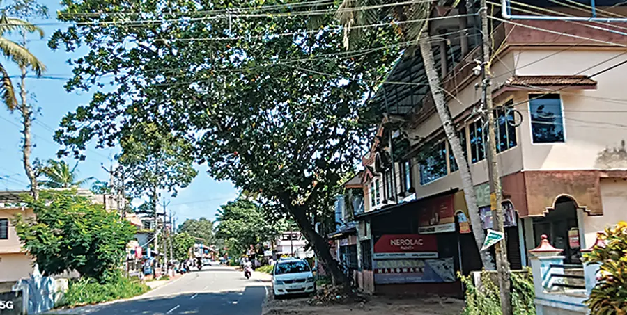 ചെന്നിത്തല പുത്തുവിളപ്പടി സെന്റ് ജോർജ് മലങ്കര സിറിയൻ കത്തോലിക്ക പള്ളിക്ക് സമീപം റോഡരികിൽ ചാഞ്ഞുനിൽക്കുന്ന മരം