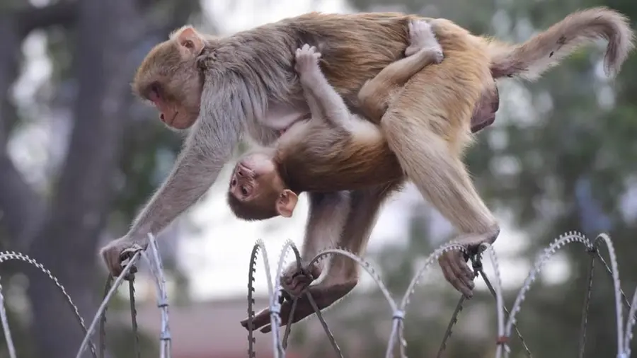 Monkey Delhi.jpg