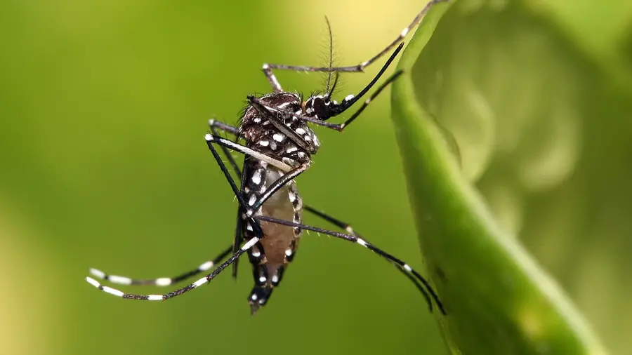 Mosquito
