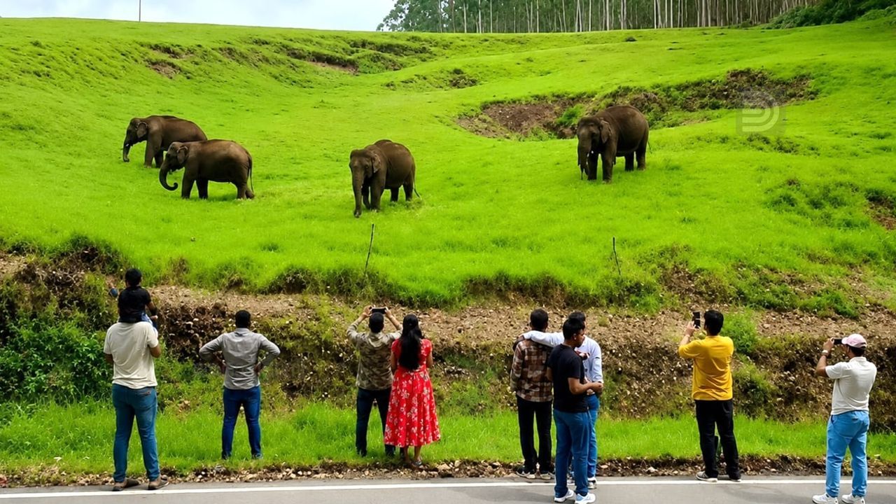 Munnar Wild Elephant