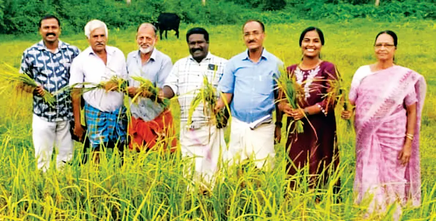 രക്തശാലി നെല്ല് വിളവെടുപ്പ് തെക്കേക്കര പഞ്ചായത്ത് പ്രസിഡന്റ്
ഡോ. കെ മോഹൻകുമാർ ഉദ്ഘാടനംചെയ്യുന്നു