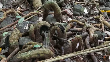 Myristica Swamps