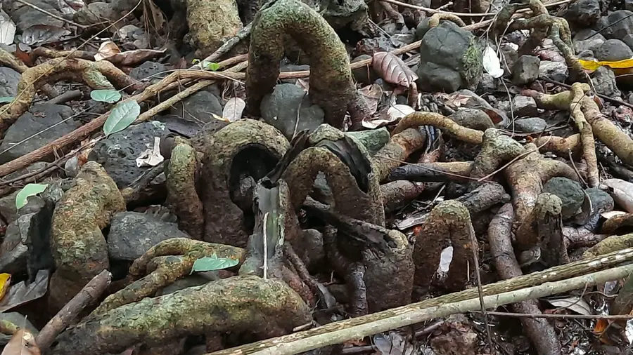 Myristica Swamps