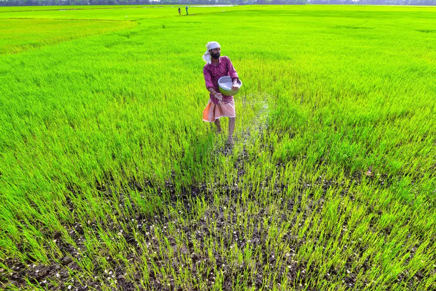 Presence of aphids in the second crop
