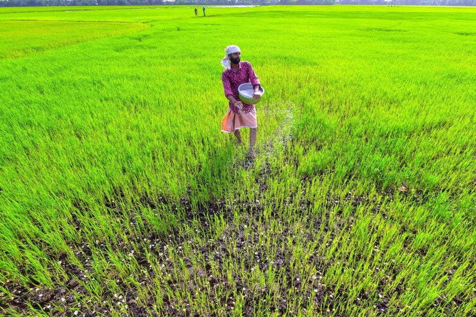 Presence of aphids in the second crop