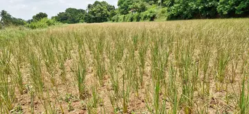 നല്ലേപ്പിള്ളി പഞ്ചായത്തിലെ കണക്കമ്പാറ വാക്കിനിച്ചള്ളയിൽ വരണ്ടുണങ്ങിയ നെൽപ്പാടം
