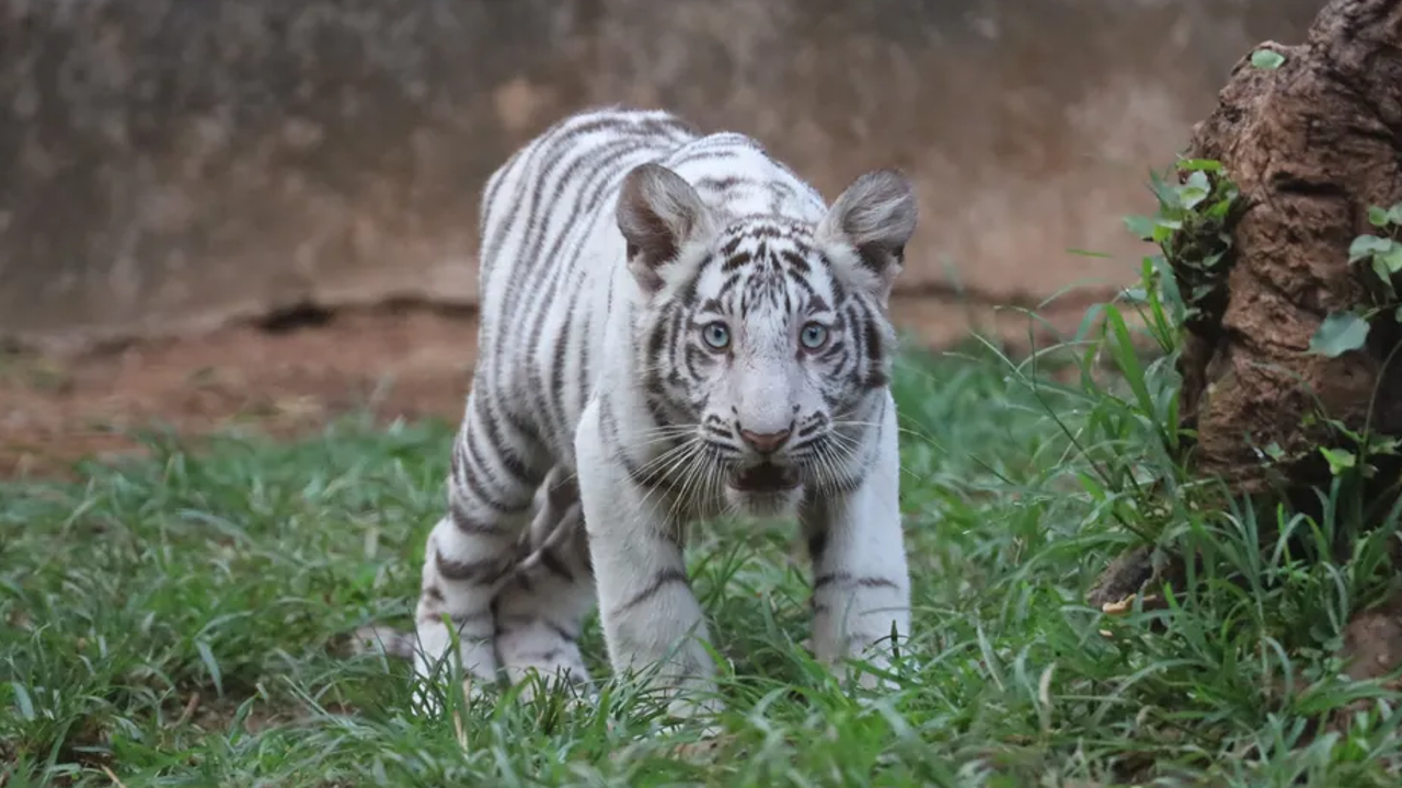 Nandankanan White tiger cub 